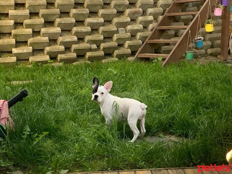 Fransız Bulldog, Köpek  Benji fotoğrafı