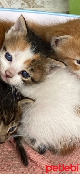 Tekir Kedi, Kedi  Pamuk fotoğrafı