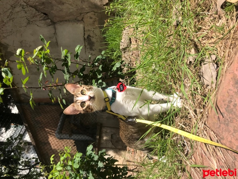 Bengal, Kedi  Lucy fotoğrafı
