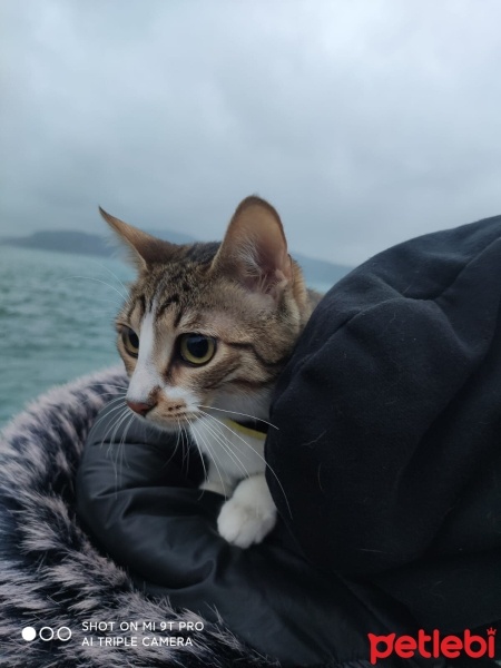 Bengal, Kedi  Lucy fotoğrafı