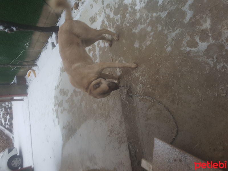 Kangal, Köpek  Belli degil fotoğrafı