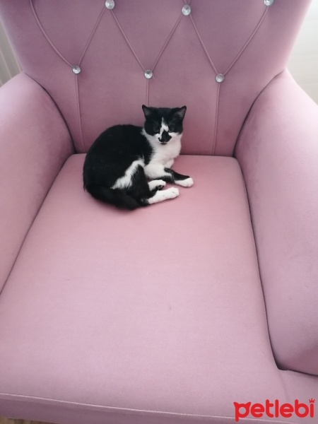 Tekir Kedi, Kedi  Zeytin fotoğrafı