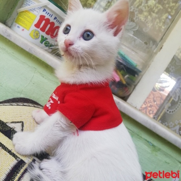 Ankara Kedisi, Kedi  Bulut fotoğrafı