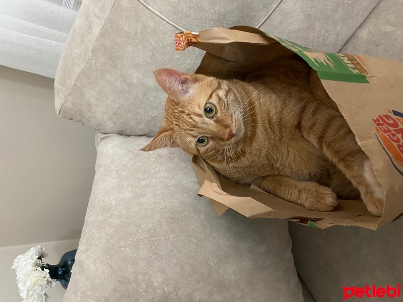 Sarman, Kedi  Susam fotoğrafı