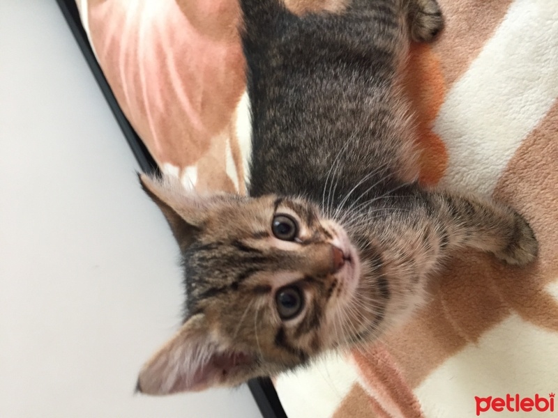 Tekir Kedi, Kedi  Miya fotoğrafı