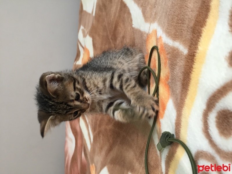 Tekir Kedi, Kedi  Miya fotoğrafı