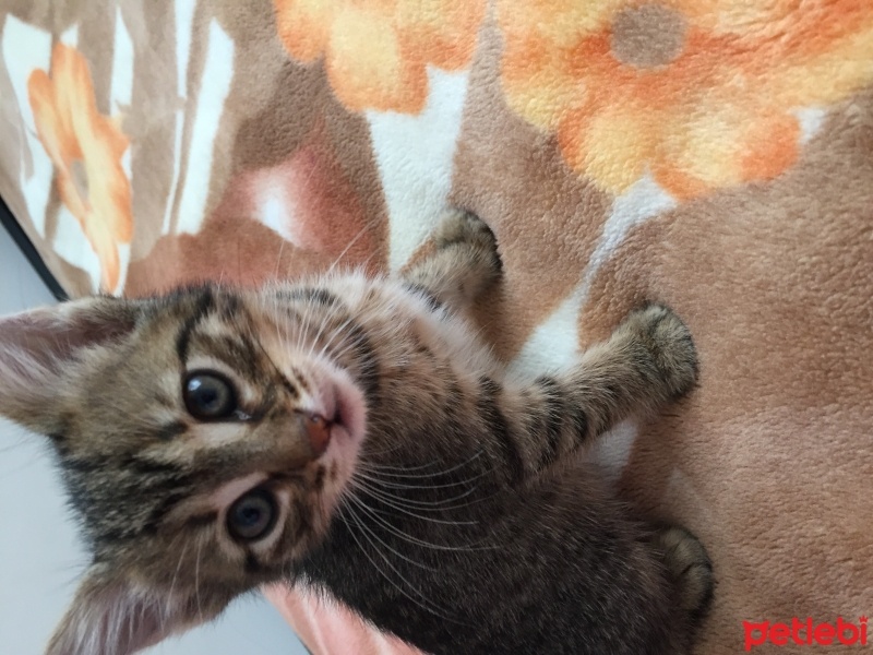 Tekir Kedi, Kedi  Miya fotoğrafı