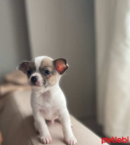 Chihuahua, Köpek  Adını sen koy fotoğrafı