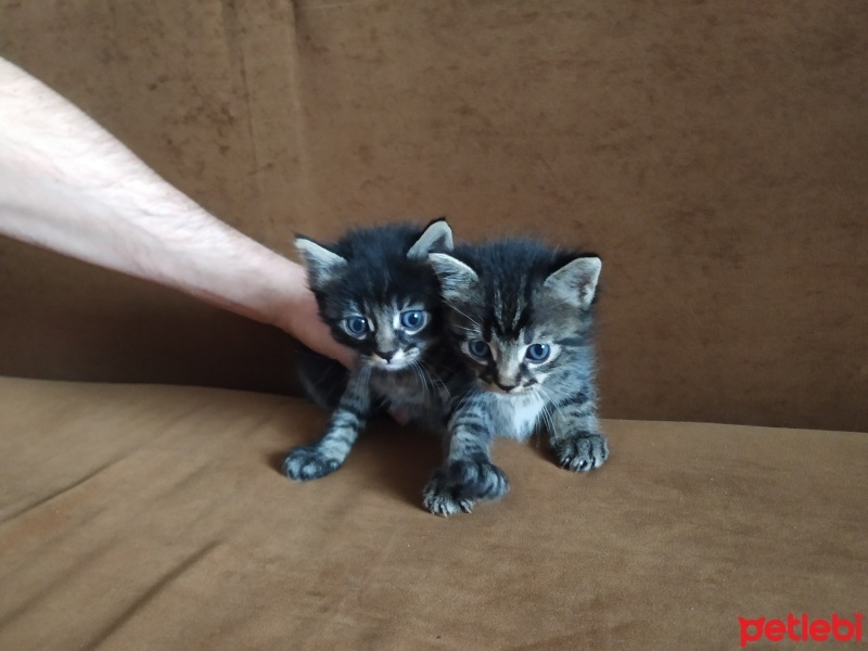Tekir Kedi, Kedi  Sosis, zeytin,alarm. fotoğrafı