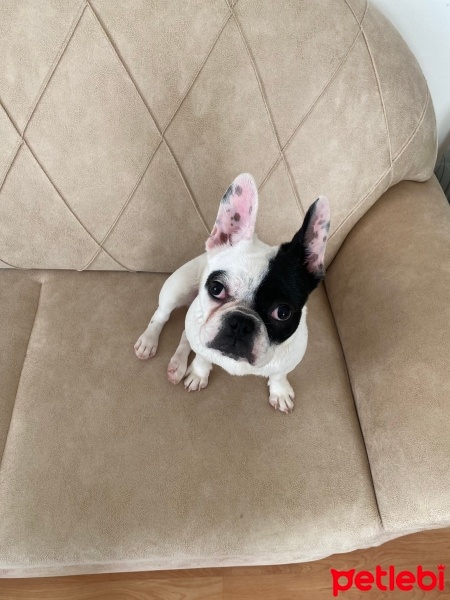 Fransız Bulldog, Köpek  Lena fotoğrafı