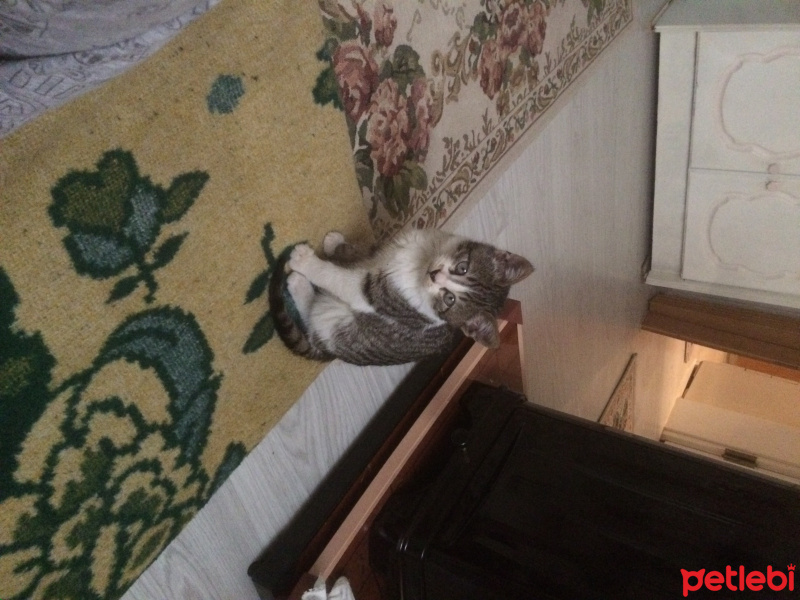 Abyssinian, Kedi  Ponçik fotoğrafı