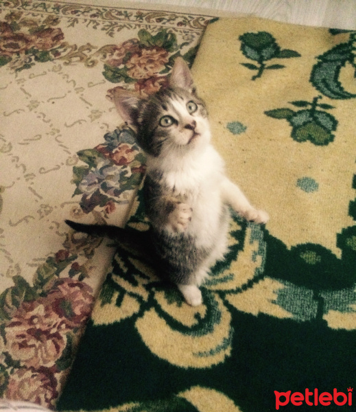 Abyssinian, Kedi  Ponçik fotoğrafı