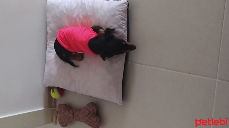 Minyatür Pinscher, Köpek  Şila fotoğrafı