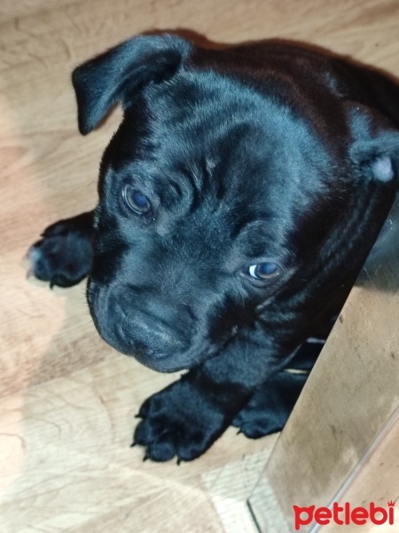Staffordshire Bull Terrier, Köpek  Gece fotoğrafı