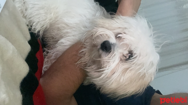 Maltese, Köpek  köpük fotoğrafı