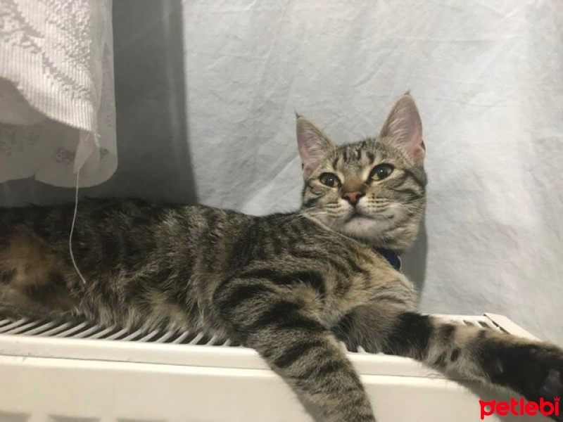 Tekir Kedi, Kedi  Mıncır fotoğrafı