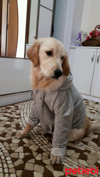 Golden Retriever, Köpek  Pascal fotoğrafı