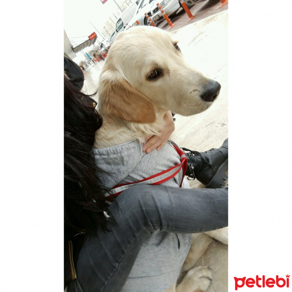 Golden Retriever, Köpek  Pascal fotoğrafı