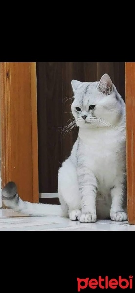 British Shorthair, Kedi  Boz Pati fotoğrafı