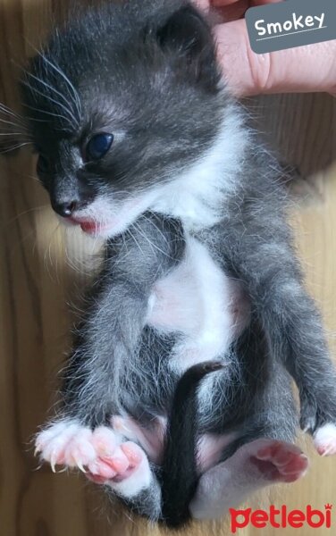 Tuxedo (Smokin) Kedi, Kedi  Smokey fotoğrafı