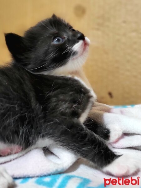 Tuxedo (Smokin) Kedi, Kedi  Smokey fotoğrafı