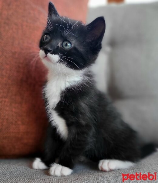 Tuxedo (Smokin) Kedi, Kedi  Smokey fotoğrafı