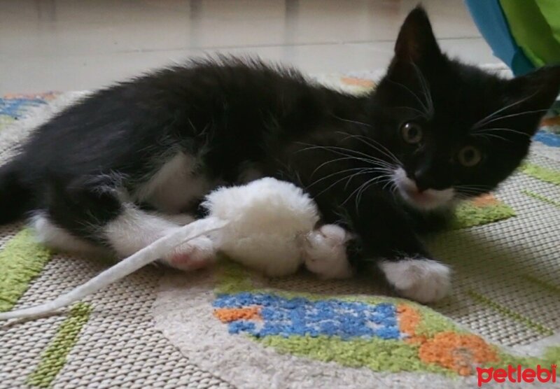 Tuxedo (Smokin) Kedi, Kedi  Smokey fotoğrafı