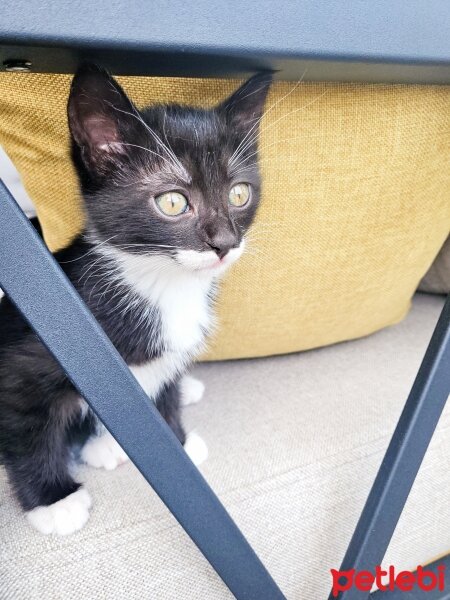 Tuxedo (Smokin) Kedi, Kedi  Smokey fotoğrafı