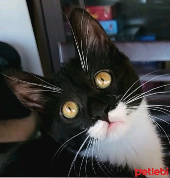 Tuxedo (Smokin) Kedi, Kedi  Smokey fotoğrafı