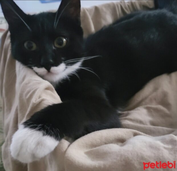 Tuxedo (Smokin) Kedi, Kedi  Smokey fotoğrafı