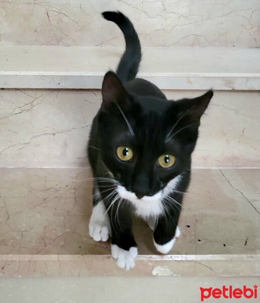 Tuxedo (Smokin) Kedi, Kedi  Smokey fotoğrafı