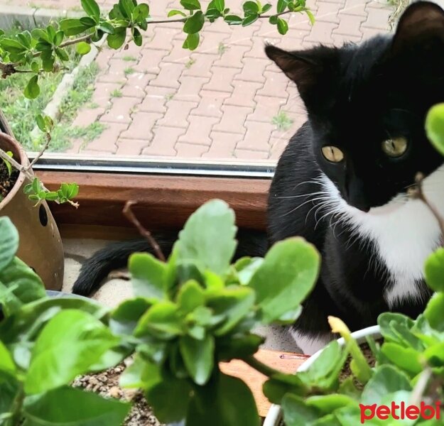 Tuxedo (Smokin) Kedi, Kedi  Smokey fotoğrafı