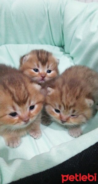 British Shorthair, Kedi  Yok fotoğrafı