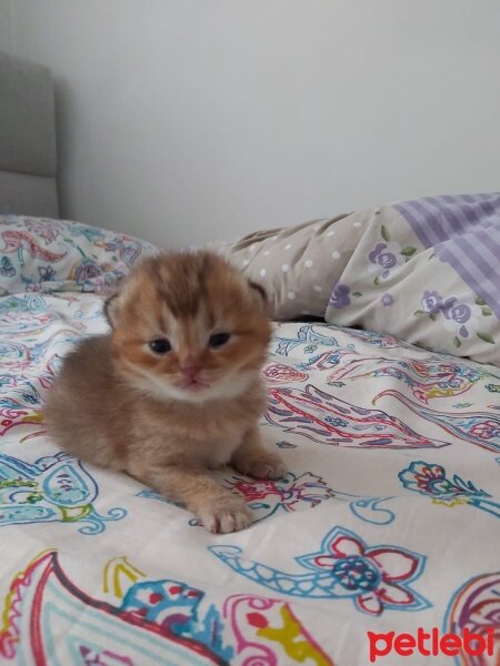 British Shorthair, Kedi  Yok fotoğrafı