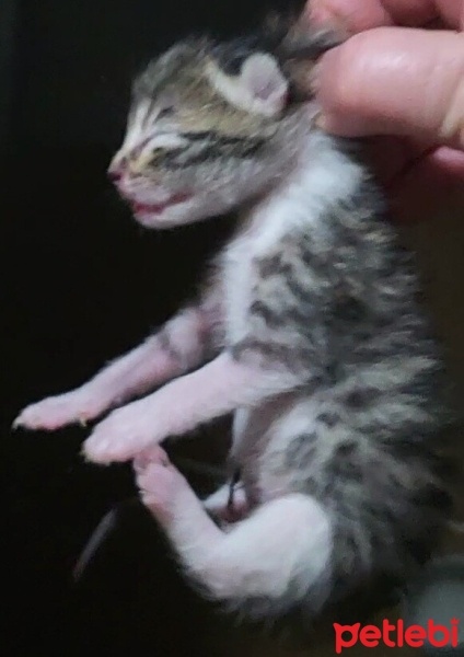 Tekir Kedi, Kedi  Pixie fotoğrafı