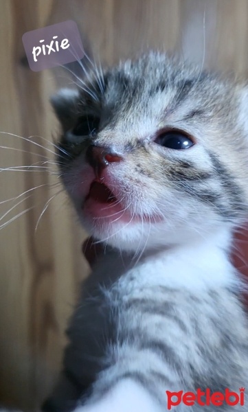 Tekir Kedi, Kedi  Pixie fotoğrafı