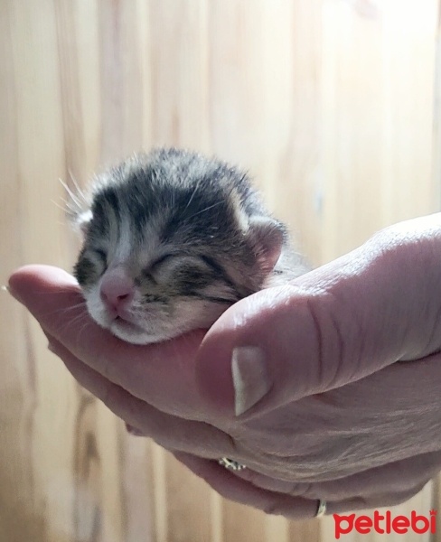 Tekir Kedi, Kedi  Pixie fotoğrafı