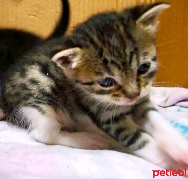 Tekir Kedi, Kedi  Pixie fotoğrafı