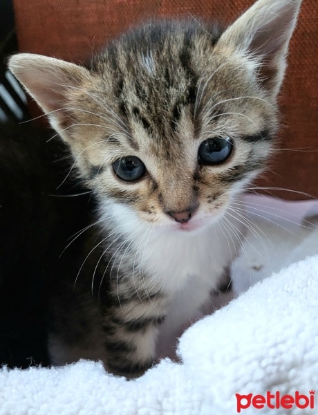 Tekir Kedi, Kedi  Pixie fotoğrafı