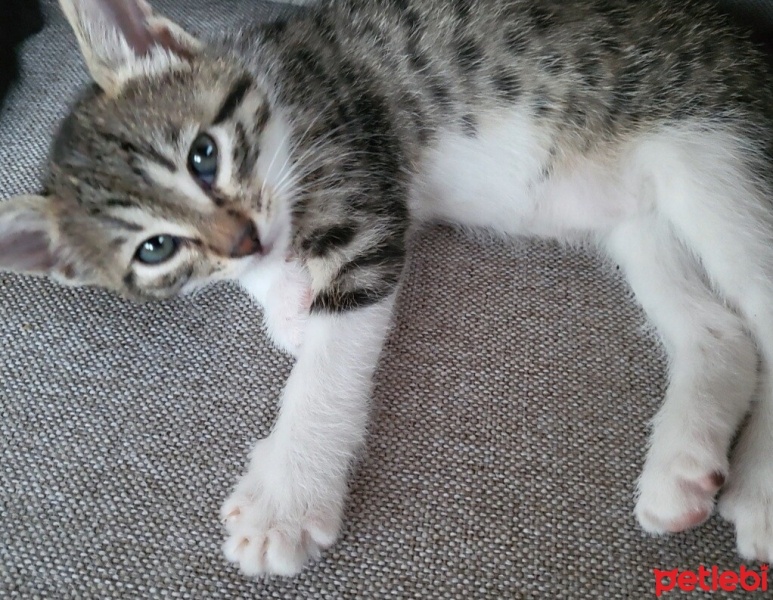 Tekir Kedi, Kedi  Pixie fotoğrafı