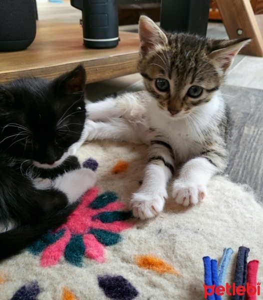 Tekir Kedi, Kedi  Pixie fotoğrafı