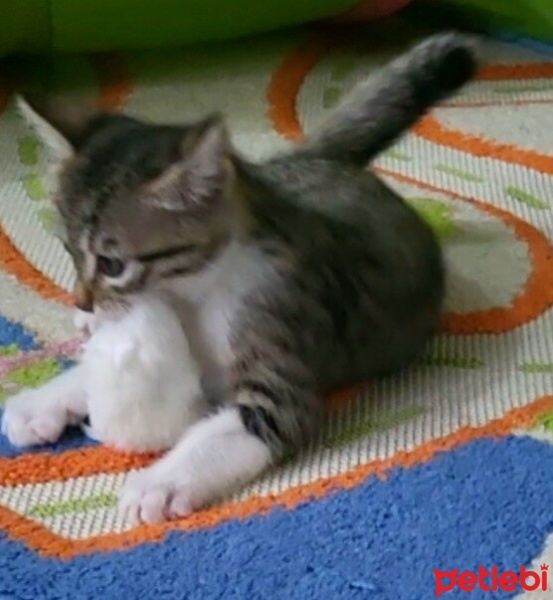 Tekir Kedi, Kedi  Pixie fotoğrafı
