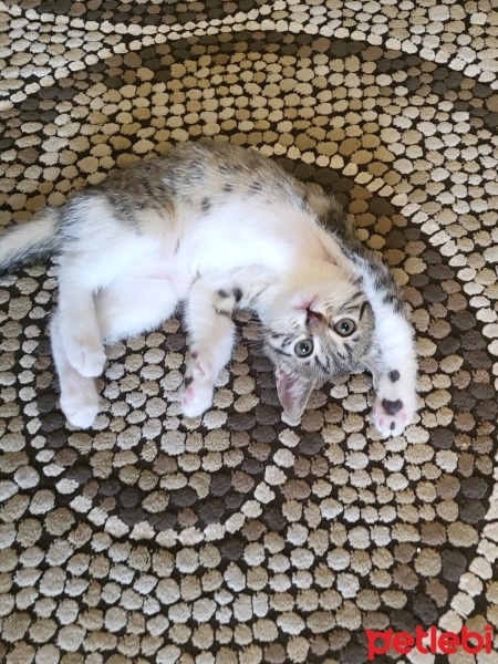 Tekir Kedi, Kedi  Pixie fotoğrafı