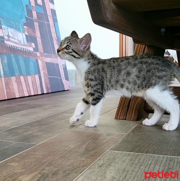 Tekir Kedi, Kedi  Pixie fotoğrafı