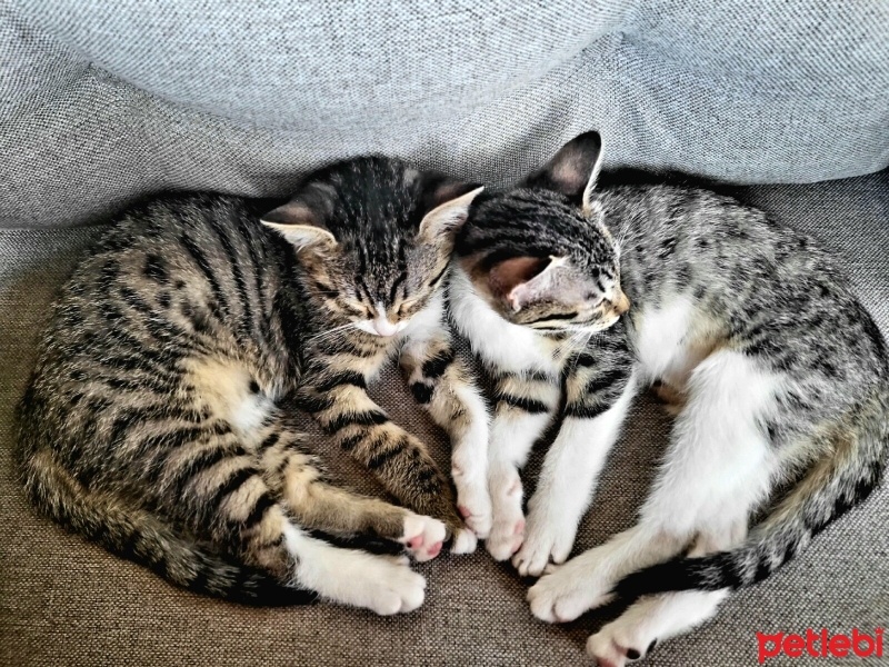 Tekir Kedi, Kedi  Pixie fotoğrafı