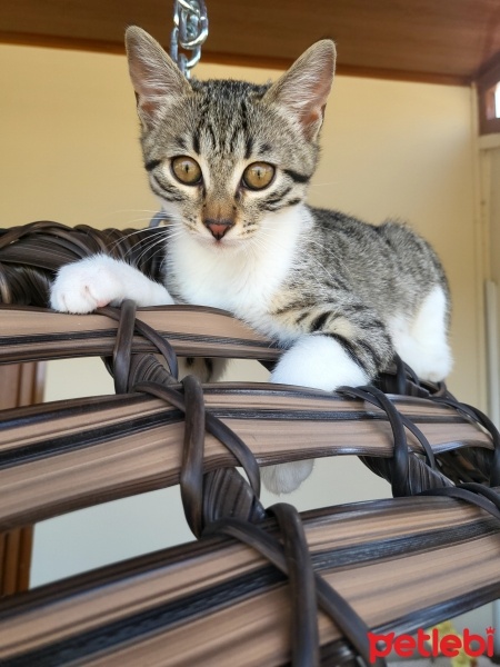 Tekir Kedi, Kedi  Pixie fotoğrafı