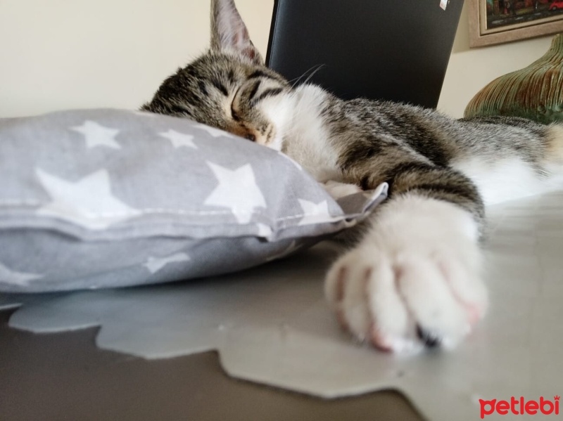 Tekir Kedi, Kedi  Pixie fotoğrafı