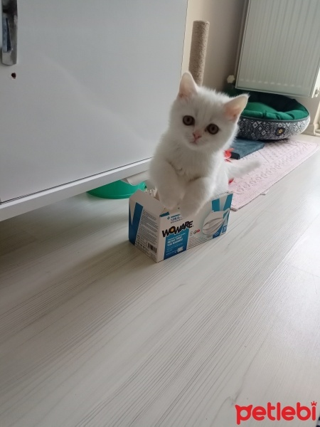 British Shorthair, Kedi  ZEUS fotoğrafı