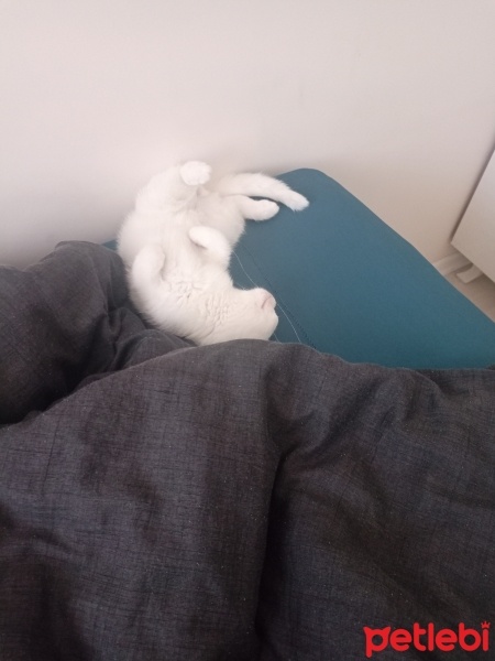 British Shorthair, Kedi  ZEUS fotoğrafı