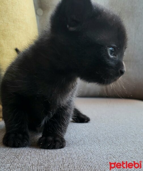 Bombay, Kedi  MAYA ( ilk adı "Knaz") fotoğrafı